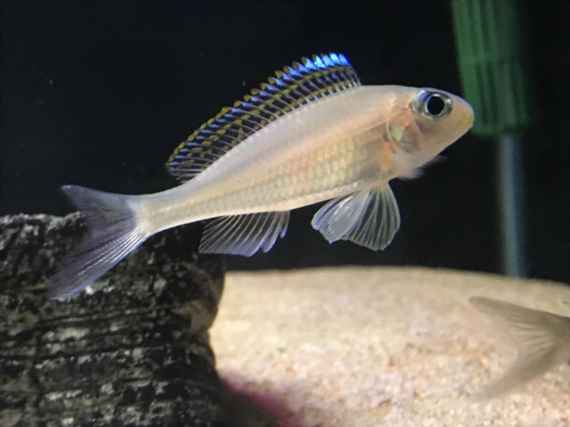 Xenotilapia nasus 'Chituta Bay'